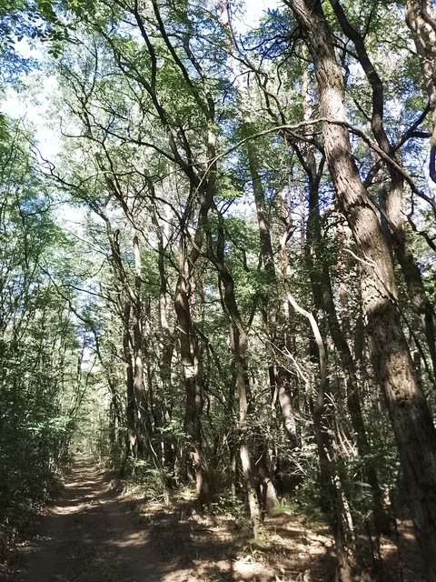 branch, trunk壁纸