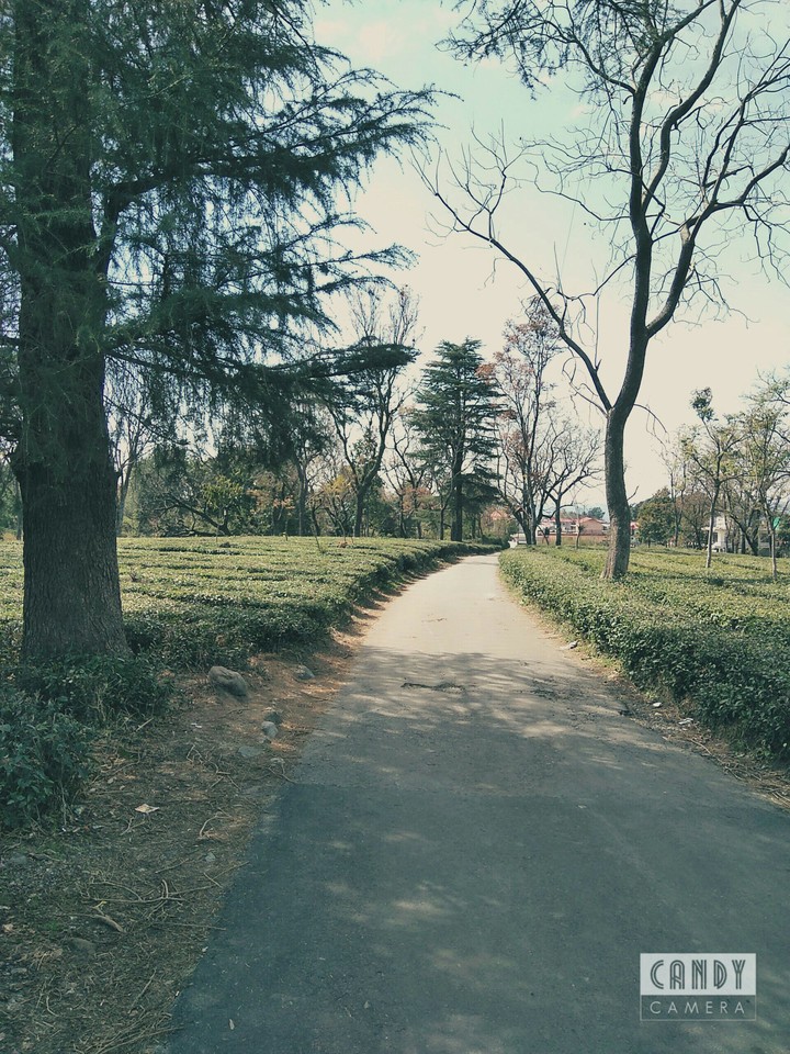 pine tea road