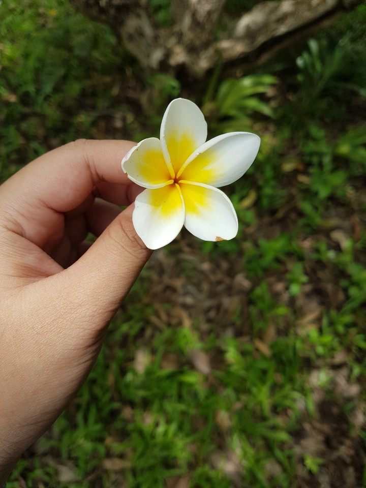 flower