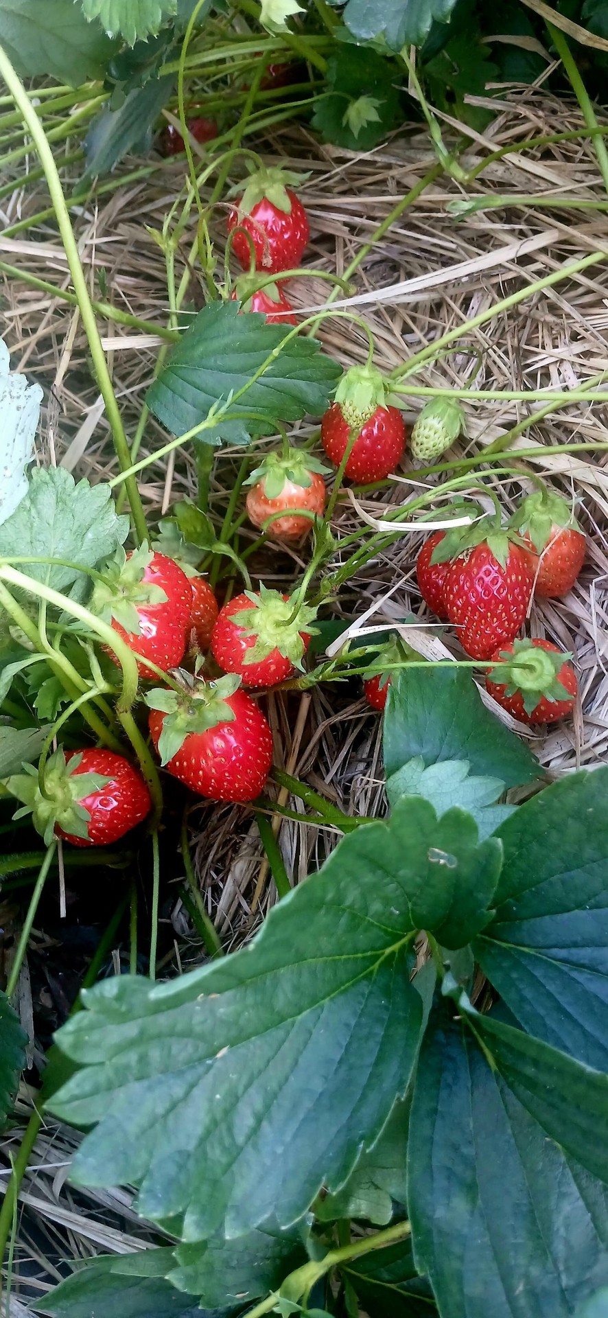 шпалери red, strawberry