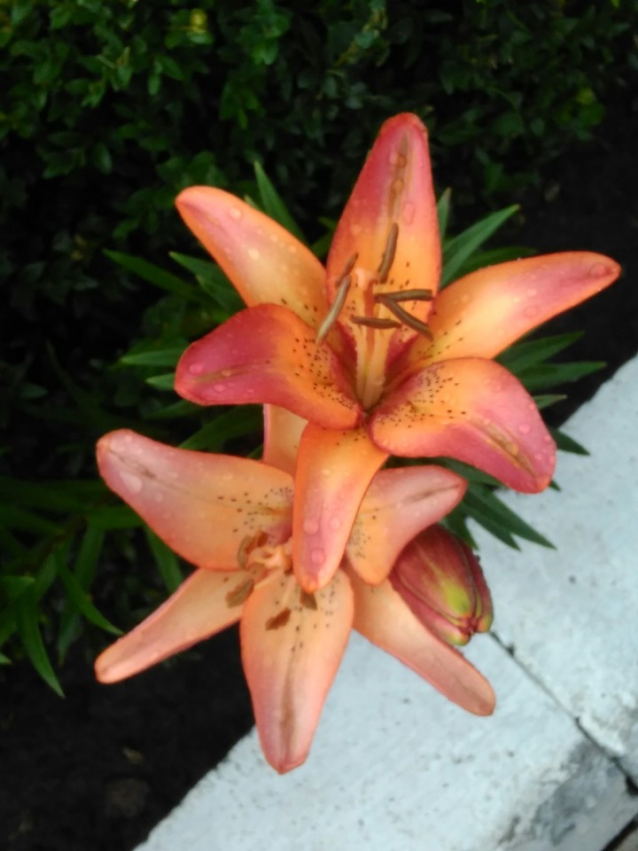 flover