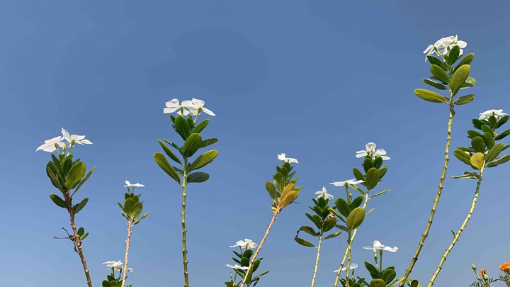 flowers