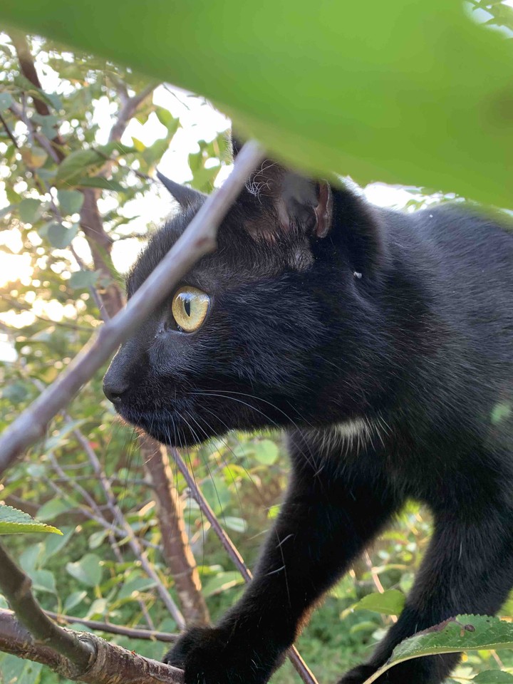 cat
