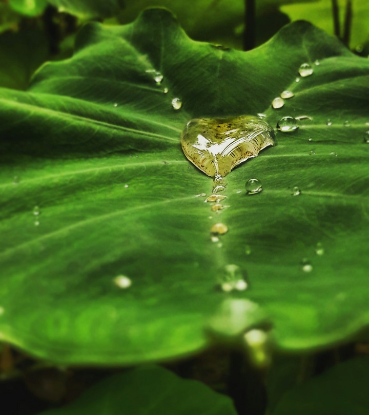 WaterDrops