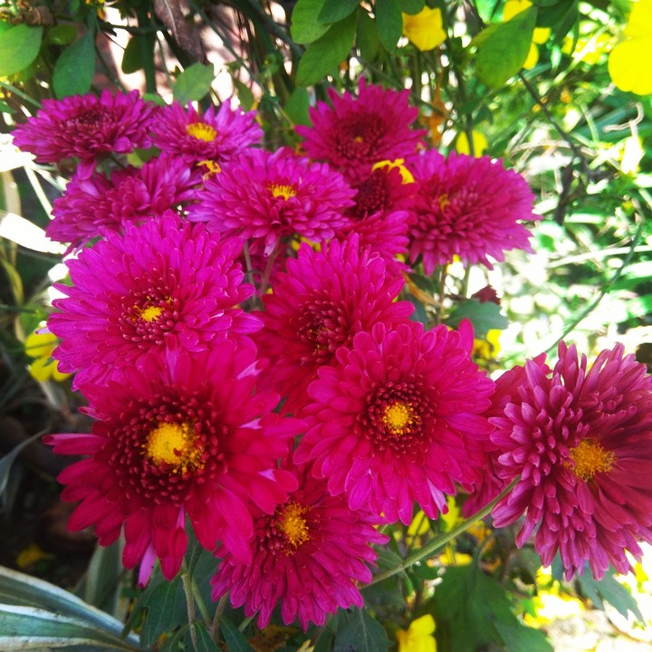 pink flower