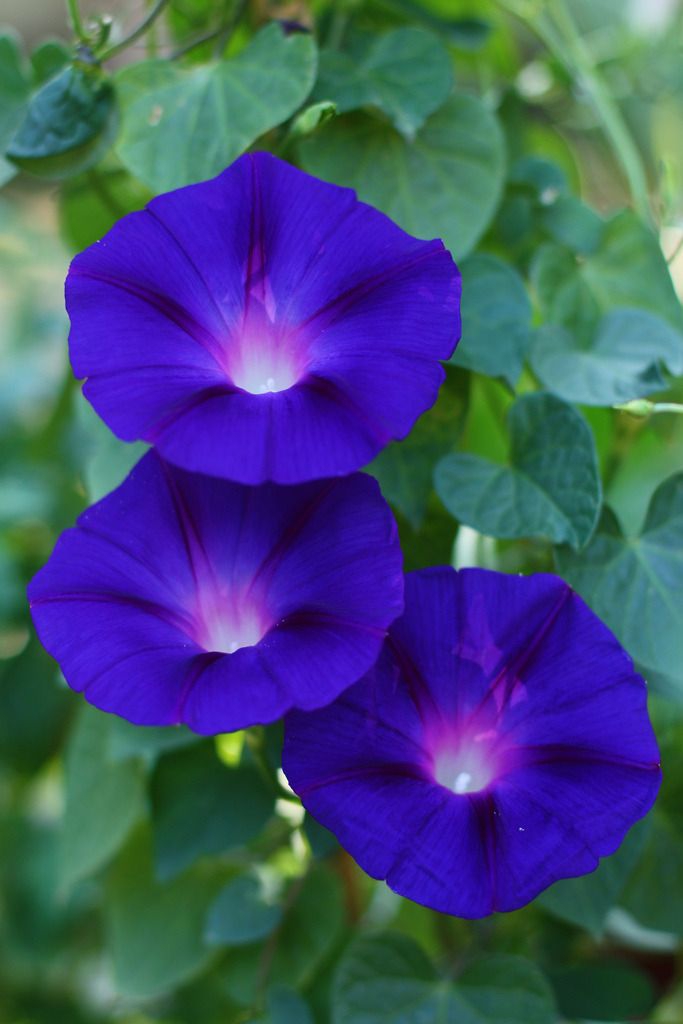 Blue flowers.