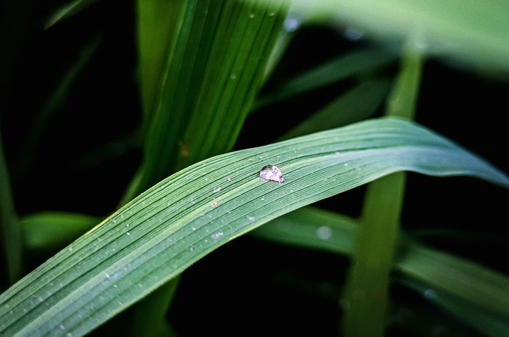 Raindrop