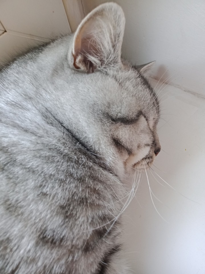 zzzz