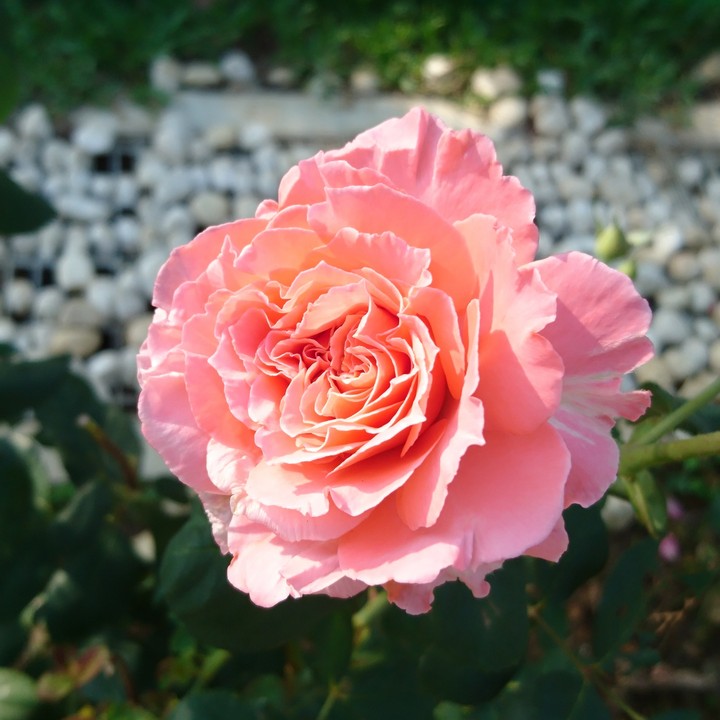 粉紅玫瑰花