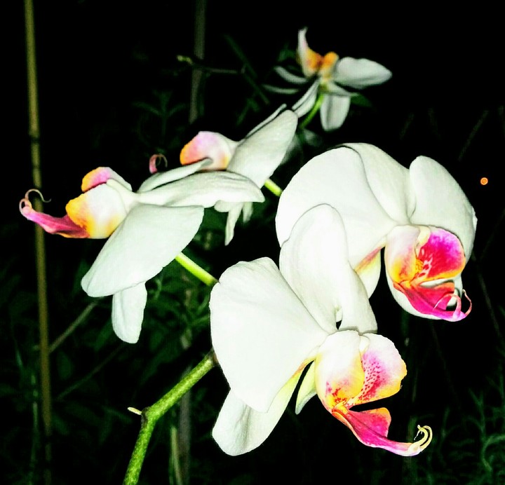 Orchidee di notte