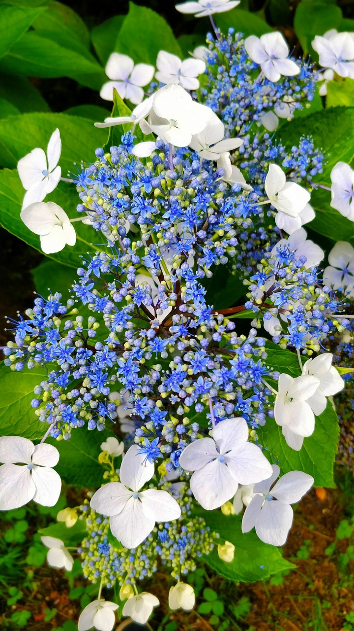 Summer Flower Power