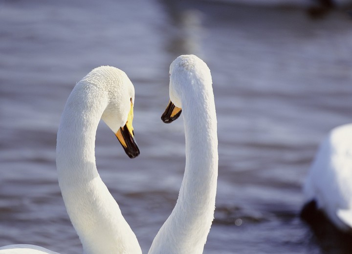 Birds