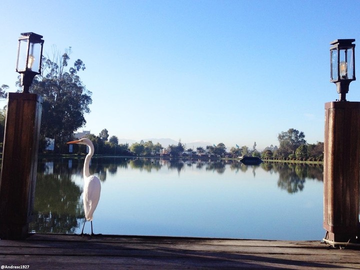 Lake and heron / Garza y el lago