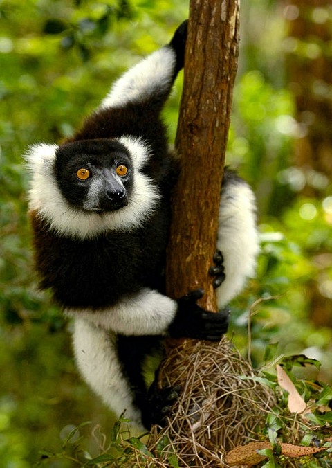 Through Orange Eyes A Black and white Lemur