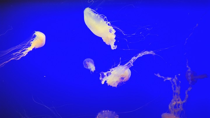 jelly fish