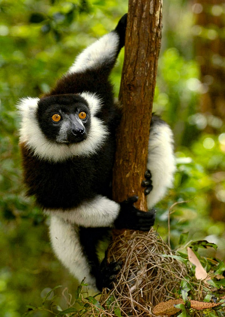 Through Orange Eyes A Black and white Lemur