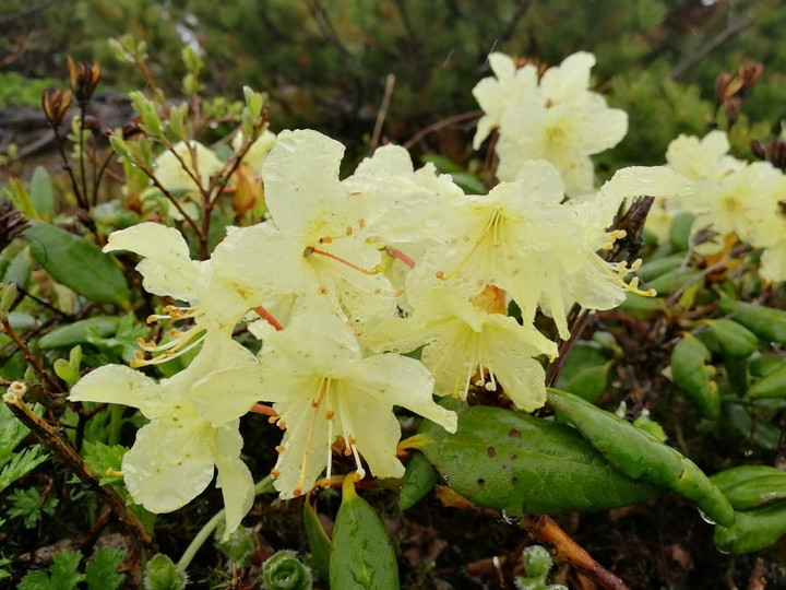 natura