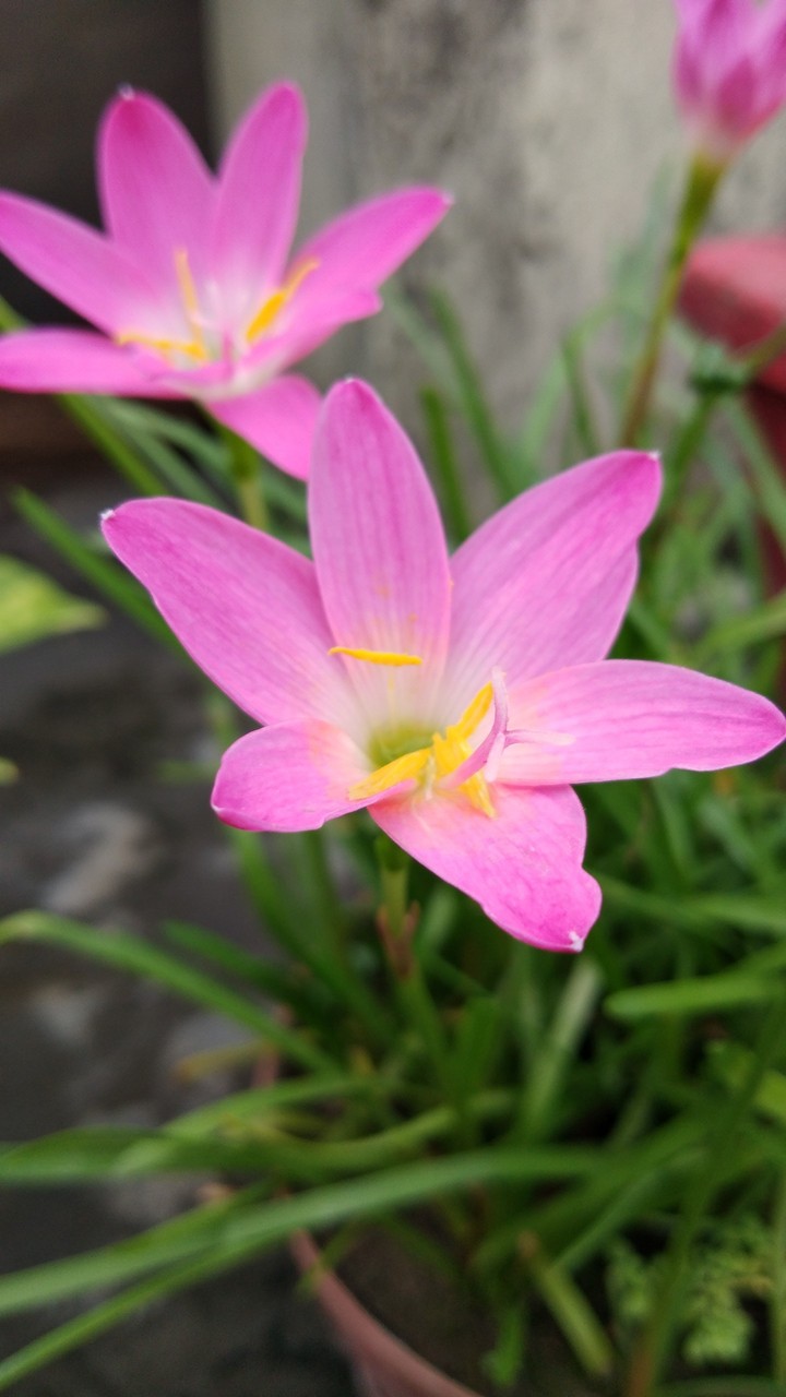 #lily