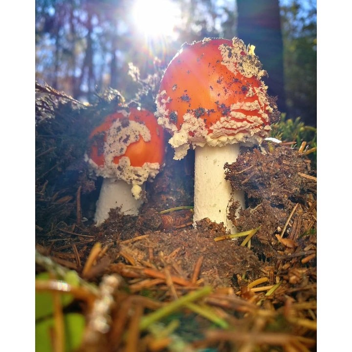 mini world