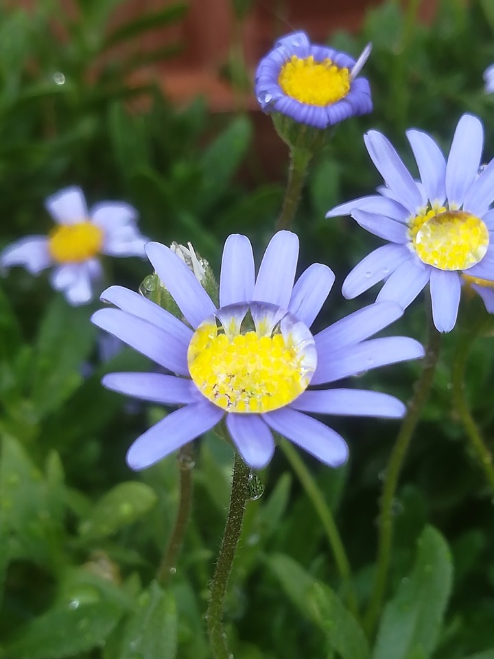 my garden...