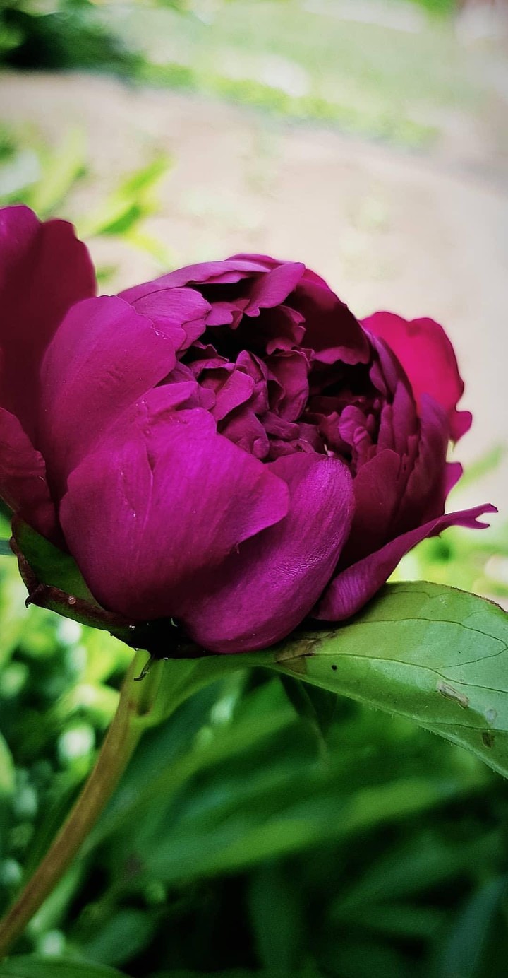 peony