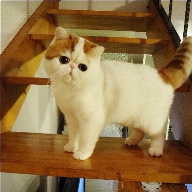 gatitos
