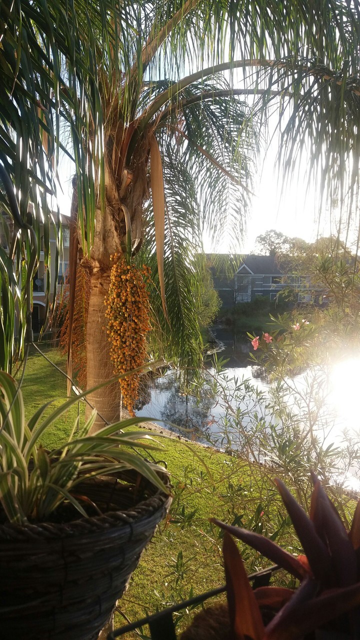 Morning View
