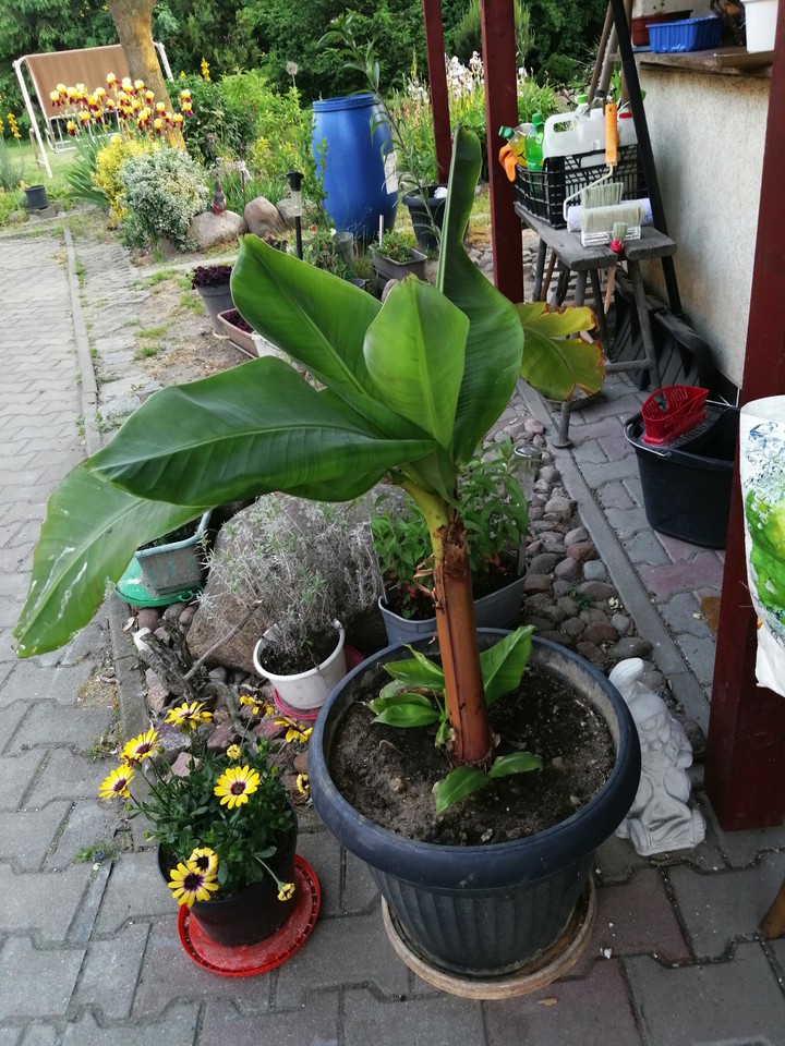 bananowiec