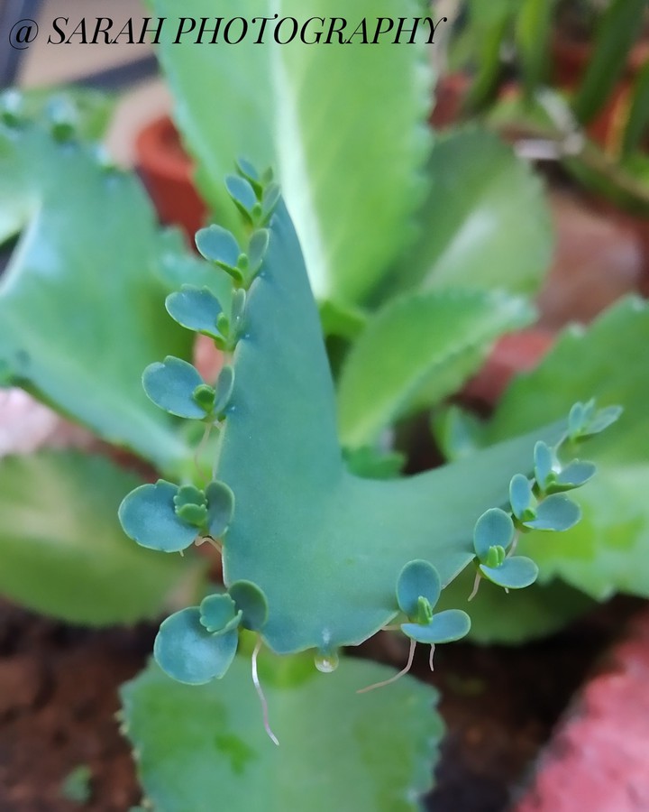 nature