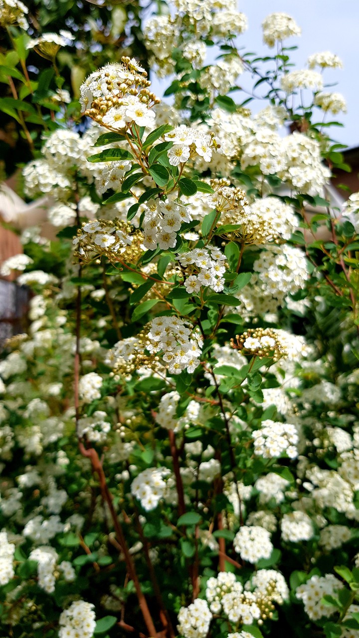 white beauties