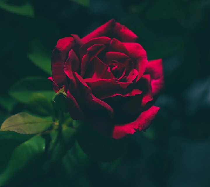 rose