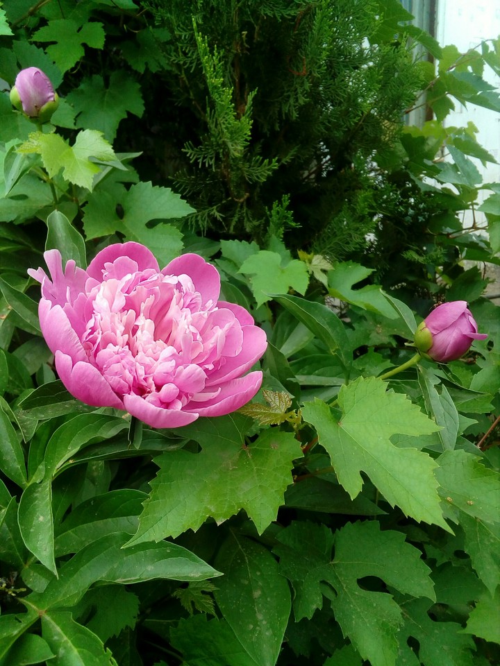 pion