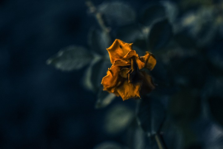 Dead Gold