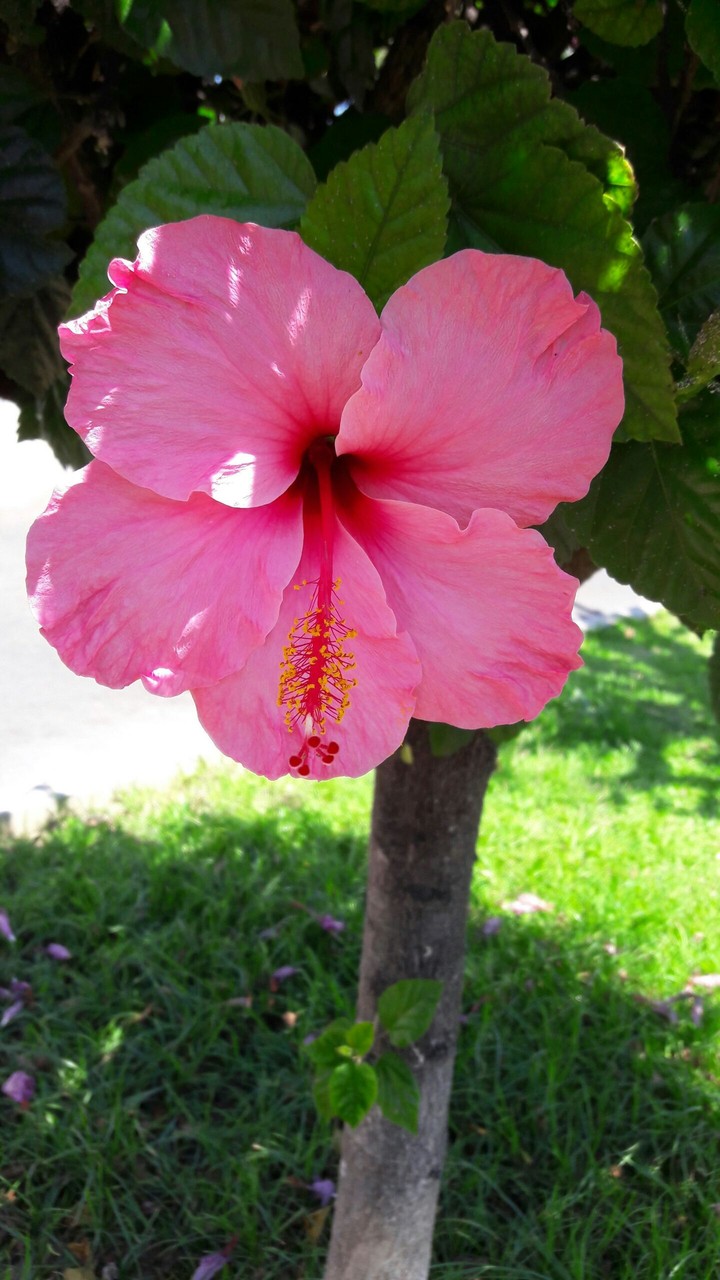 Flower