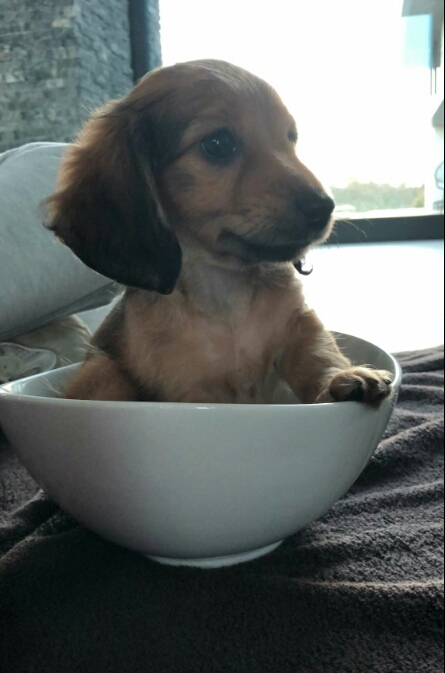 dog