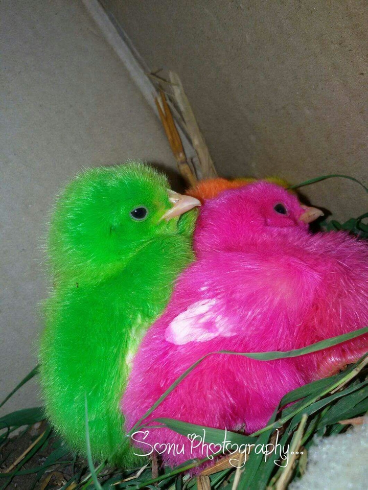chickens... so cute.. sonu