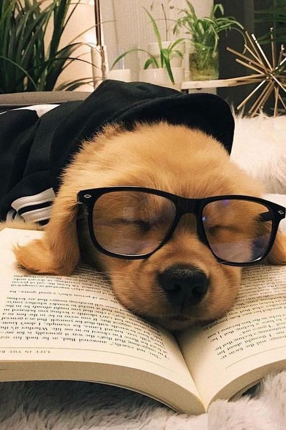 Puppy