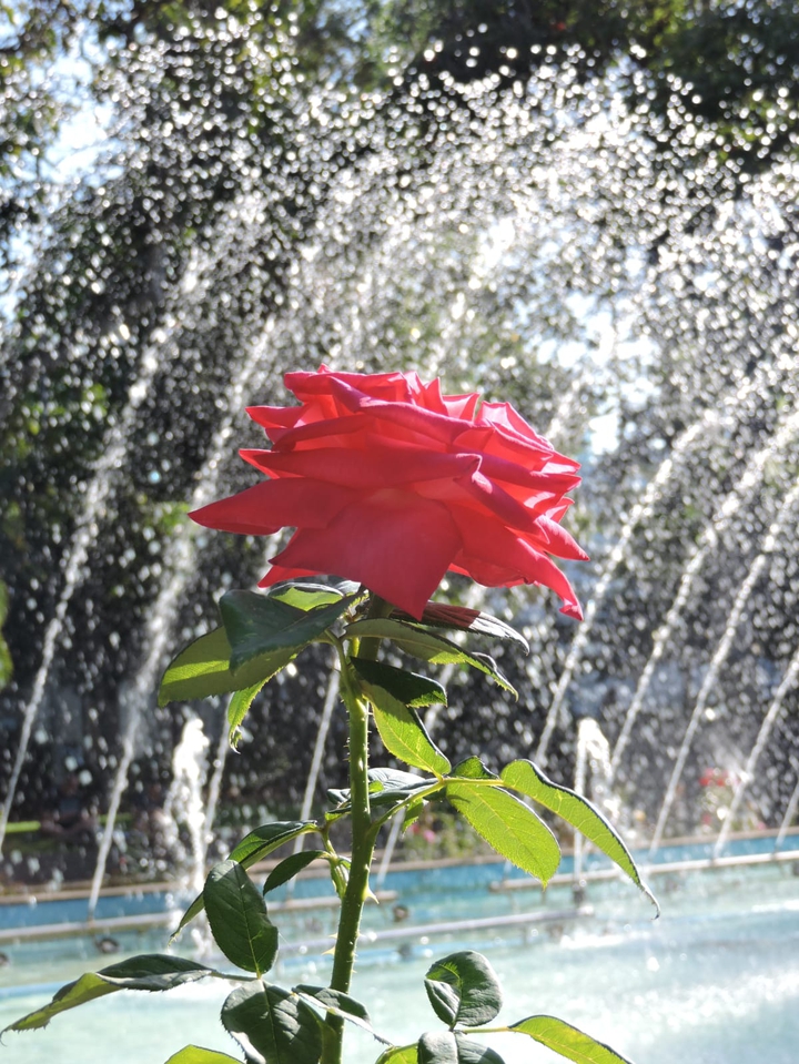 rose