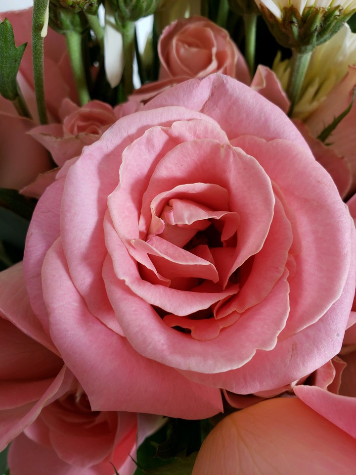#rosasrosas,#flores #pink