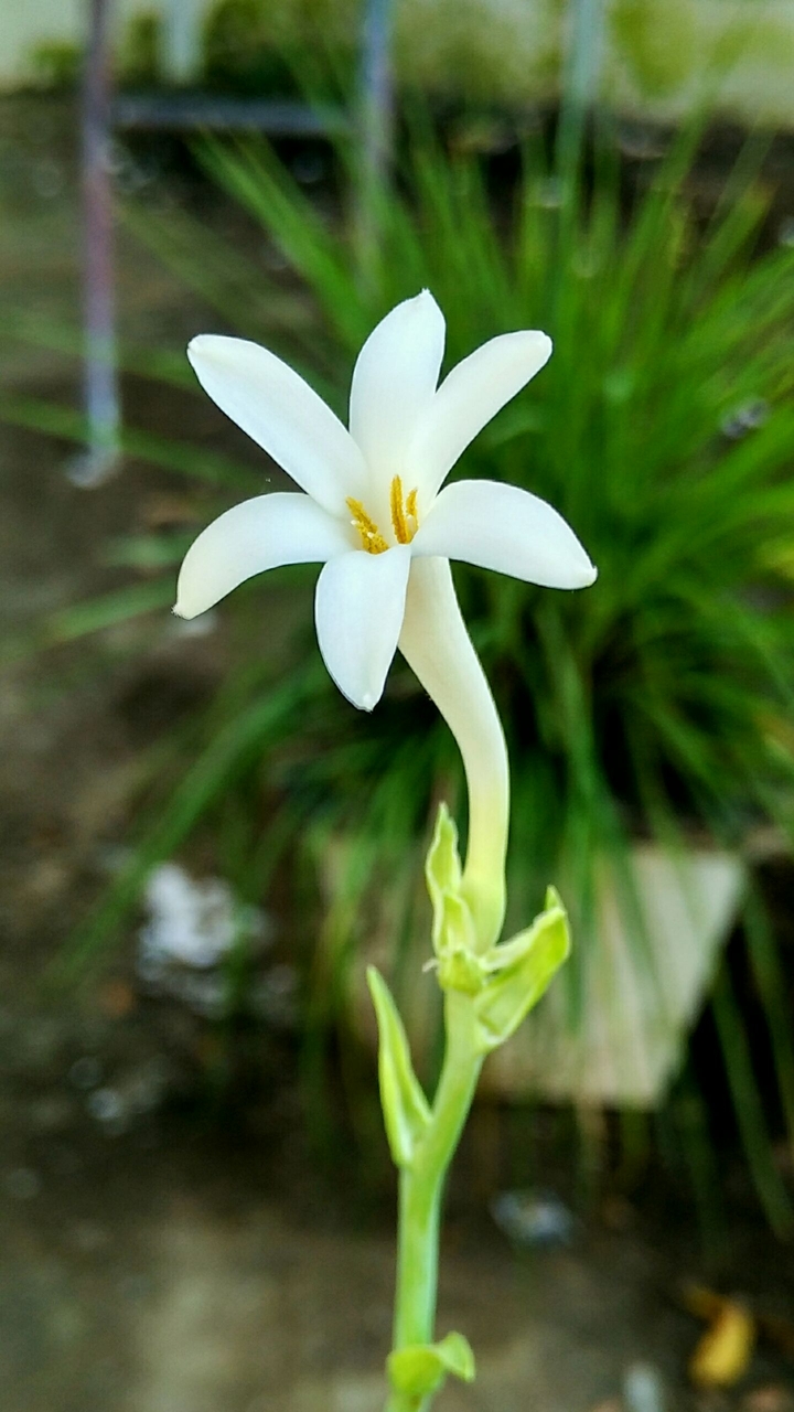 Rajnigandhaa