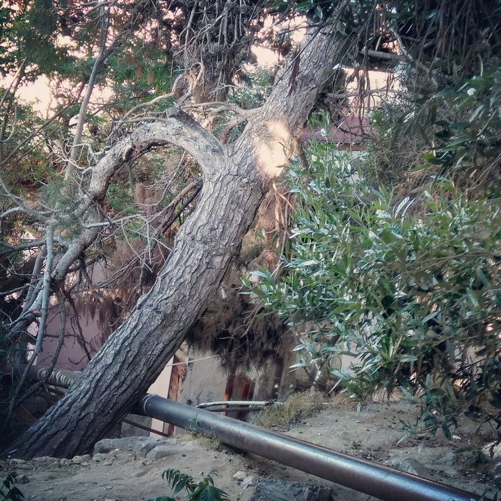 This tree is in our yard and I like it for some reason