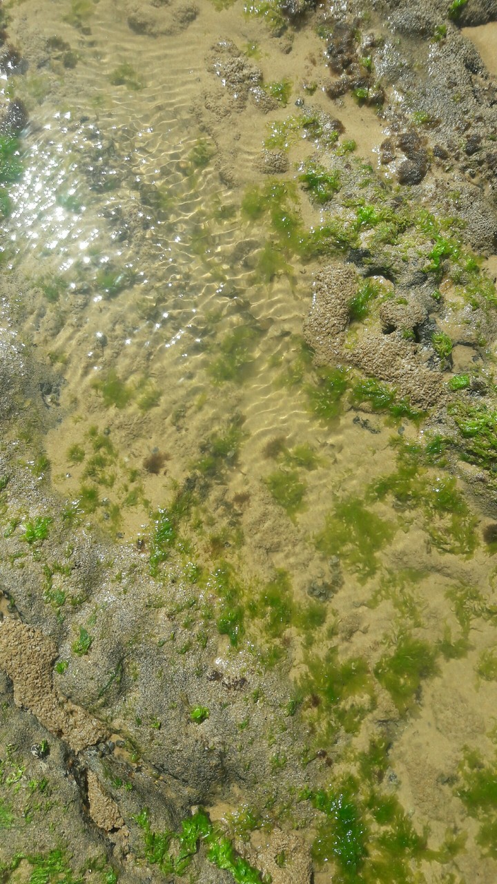 Algae Convered