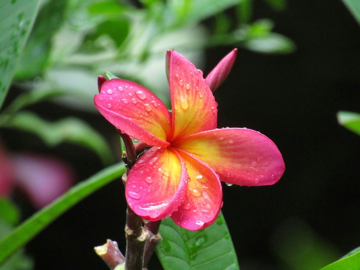 Plumeria Flower