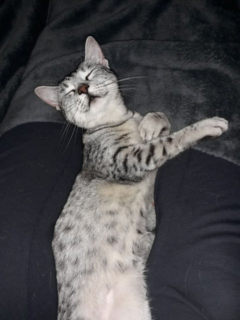 lazy