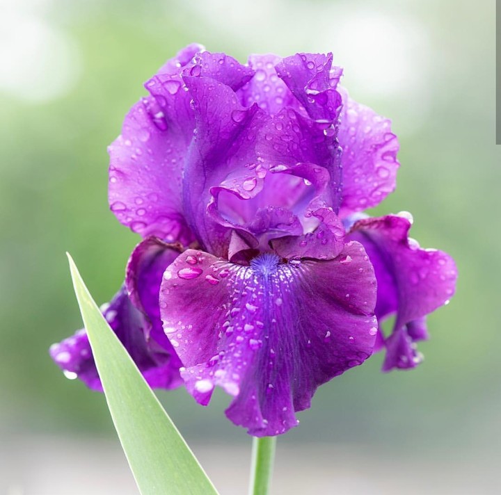 Iris
