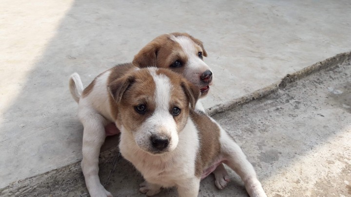 Puppies