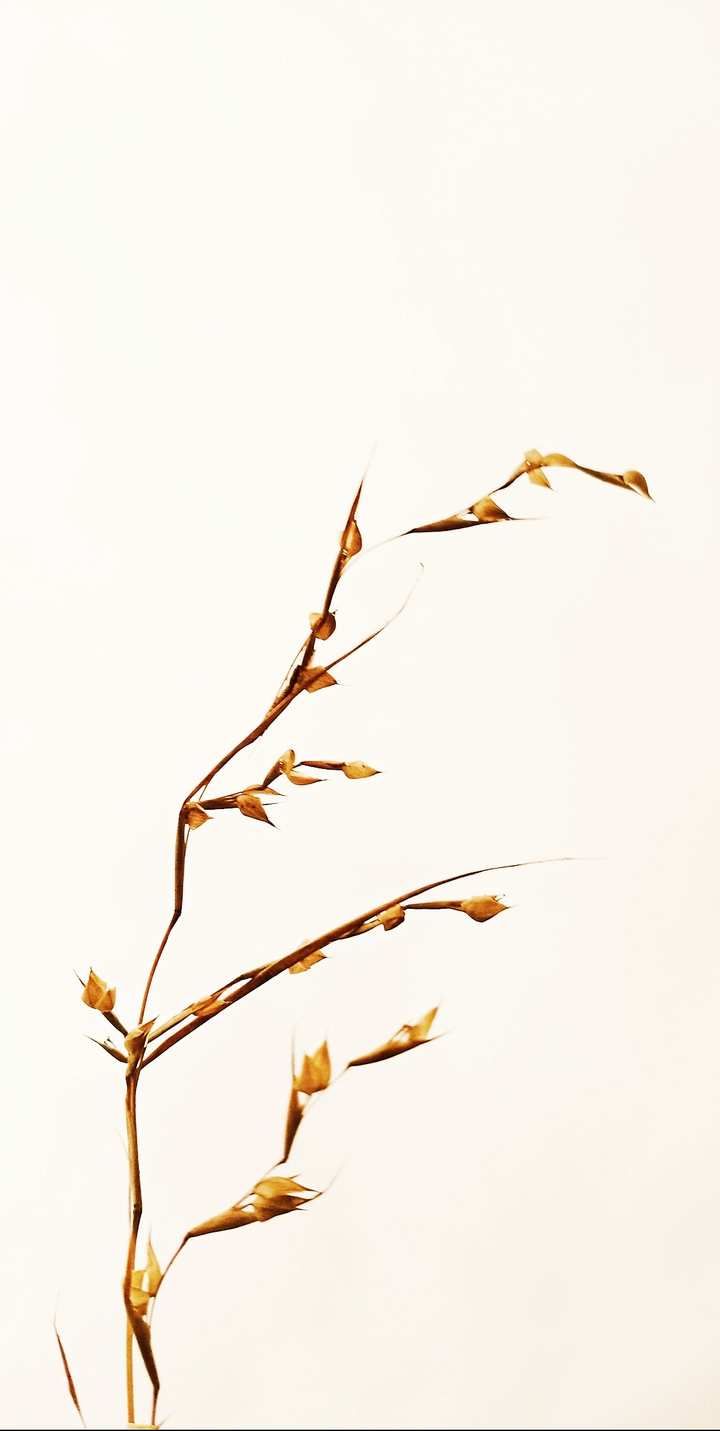 dry