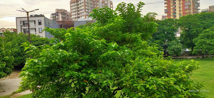 green trees