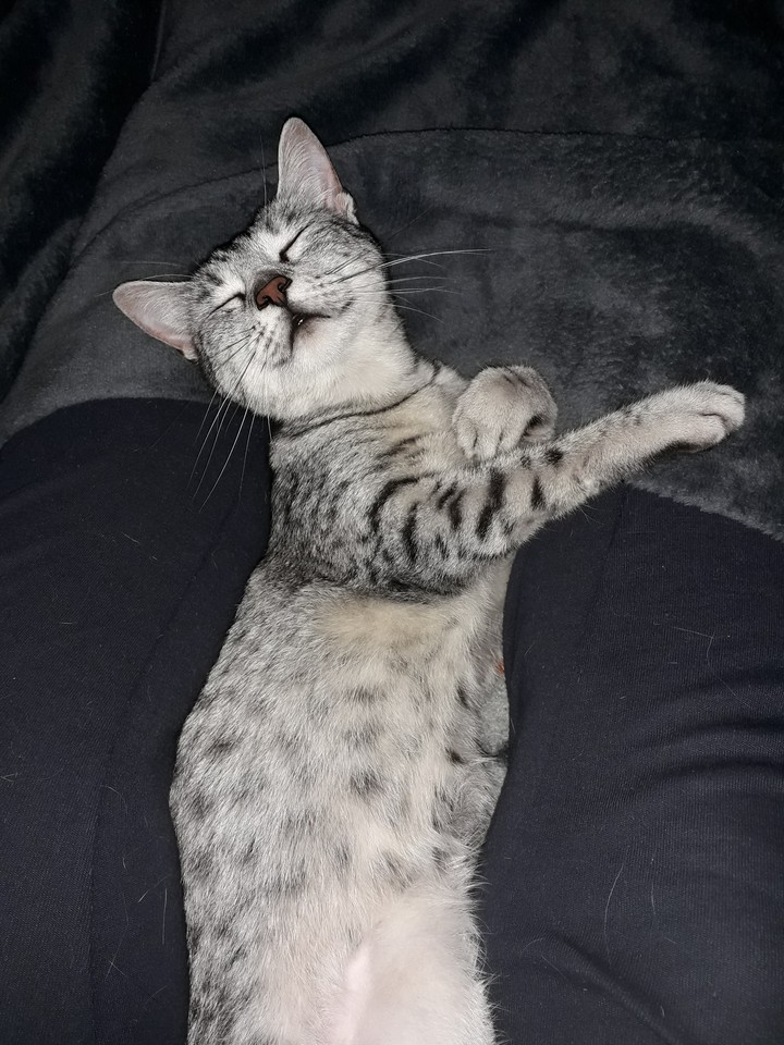 lazy
