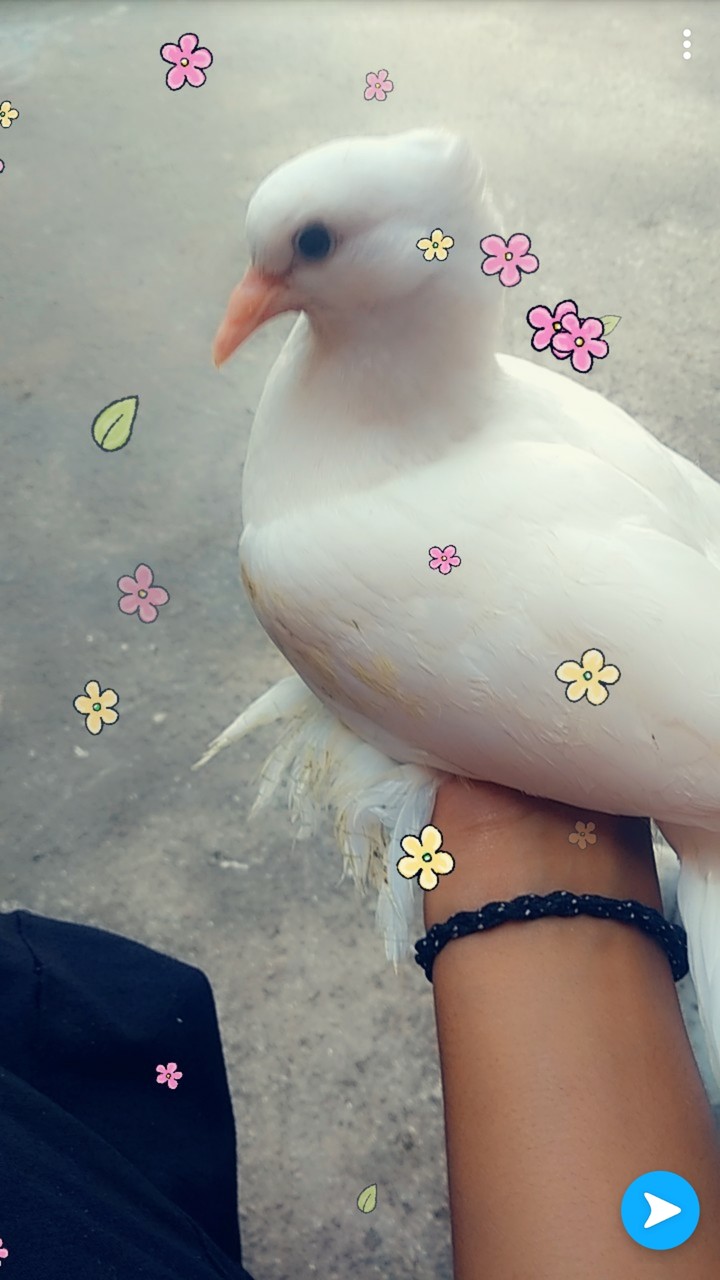 pigeon and doves